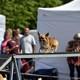 PesFest 2019 v Parku Na Pankráci