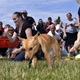 PesFest 2019 v Parku Na Pankráci