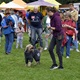 V parku Na Pankráci proběhl v neděli 11. září 2022 již 9. ročník oblíbené „zábavy pro psa i celou rodinu“ - PesFest 2022. Příchozí mohli vidět různá vystoupení psů a komentované ukázky výcviku, agility park, psí poradny, oblíbené psí soutěže, prodej chovatelských potřeb a samozřejmě vyhlášení sympaťáka PesFestu 2022.
