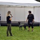 V parku Na Pankráci proběhl v neděli 11. září 2022 již 9. ročník oblíbené „zábavy pro psa i celou rodinu“ - PesFest 2022. Příchozí mohli vidět různá vystoupení psů a komentované ukázky výcviku, agility park, psí poradny, oblíbené psí soutěže, prodej chovatelských potřeb a samozřejmě vyhlášení sympaťáka PesFestu 2022.