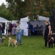 V parku Na Pankráci proběhl v neděli 11. září 2022 již 9. ročník oblíbené „zábavy pro psa i celou rodinu“ - PesFest 2022. Příchozí mohli vidět různá vystoupení psů a komentované ukázky výcviku, agility park, psí poradny, oblíbené psí soutěže, prodej chovatelských potřeb a samozřejmě vyhlášení sympaťáka PesFestu 2022.