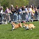 Na "Psí louce" na Kavčích horách se v sobotu 22. dubna 2023 od deváté ranní uskutečnil již třetí ročník oblíbeného závodu Corgi race cup.