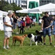 V neděli 5. září 2021 se na Pankrácké pláni uskutečnil již 8. ročník oblíbeného festivalu PesFest. Ten je věnovaný především čtyřnohým společníkům člověka. Celým festivalem provázel moderátor Miroslav Konvalinka a na zdárný průběh dohlížela zakladatelka akce – zastupitelka naší městské části Praha 4 a předsedkyně bezpečnostního výboru Lucie Michková (ODS). V průběhu odpoledne si příchozí návštěvníci mohli se svým zvířecím doprovodem vyzkoušet agility, aport buřtem nebo si zasoutěžit v chytání piškotu. Příchozí mohli i zakoupit různé potřeby pro své čtyřnohé parťáky a tím přispět na opuštěná zvířata v útulcích. 