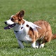Na "Psí louce" na Kavčích horách se v sobotu 22. dubna 2023 od deváté ranní uskutečnil již třetí ročník oblíbeného závodu Corgi race cup.
