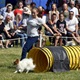 PesFest 2019 v Parku Na Pankráci