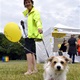 PesFest 2019 v Parku Na Pankráci