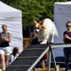 PesFest 2019 v Parku Na Pankráci