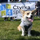 Na "Psí louce" na Kavčích horách se v sobotu 22. dubna 2023 od deváté ranní uskutečnil již třetí ročník oblíbeného závodu Corgi race cup.