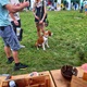 V neděli 5. září 2021 se na Pankrácké pláni uskutečnil již 8. ročník oblíbeného festivalu PesFest. Ten je věnovaný především čtyřnohým společníkům člověka. Celým festivalem provázel moderátor Miroslav Konvalinka a na zdárný průběh dohlížela zakladatelka akce – zastupitelka naší městské části Praha 4 a předsedkyně bezpečnostního výboru Lucie Michková (ODS). V průběhu odpoledne si příchozí návštěvníci mohli se svým zvířecím doprovodem vyzkoušet agility, aport buřtem nebo si zasoutěžit v chytání piškotu. Příchozí mohli i zakoupit různé potřeby pro své čtyřnohé parťáky a tím přispět na opuštěná zvířata v útulcích. 