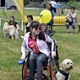 PesFest 2019 v Parku Na Pankráci
