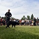 PesFest 2019 v Parku Na Pankráci