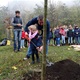 Pod Branickou skalou se 22. října 2019 uskutečnila tradiční akce - Den stromů. Až do 16 hodiny zde na příchozí čekaly čtyři stánky s informacemi o lesích v Praze. V rámci akce byly také vysazeny do parku dva vzrostlejší javory. Akci podpořil svou přítomností i radní pro životní prostředí Tomáš Hrdinka (ANO 2011).