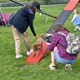 V parku Na Pankráci proběhl v neděli 11. září 2022 již 9. ročník oblíbené „zábavy pro psa i celou rodinu“ - PesFest 2022. Příchozí mohli vidět různá vystoupení psů a komentované ukázky výcviku, agility park, psí poradny, oblíbené psí soutěže, prodej chovatelských potřeb a samozřejmě vyhlášení sympaťáka PesFestu 2022.