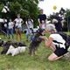 V neděli 5. září 2021 se na Pankrácké pláni uskutečnil již 8. ročník oblíbeného festivalu PesFest. Ten je věnovaný především čtyřnohým společníkům člověka. Celým festivalem provázel moderátor Miroslav Konvalinka a na zdárný průběh dohlížela zakladatelka akce – zastupitelka naší městské části Praha 4 a předsedkyně bezpečnostního výboru Lucie Michková (ODS). V průběhu odpoledne si příchozí návštěvníci mohli se svým zvířecím doprovodem vyzkoušet agility, aport buřtem nebo si zasoutěžit v chytání piškotu. Příchozí mohli i zakoupit různé potřeby pro své čtyřnohé parťáky a tím přispět na opuštěná zvířata v útulcích. 