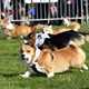 Na "Psí louce" na Kavčích horách se v sobotu 22. dubna 2023 od deváté ranní uskutečnil již třetí ročník oblíbeného závodu Corgi race cup.