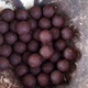 V neděli 5. září 2021 se na Pankrácké pláni uskutečnil již 8. ročník oblíbeného festivalu PesFest. Ten je věnovaný především čtyřnohým společníkům člověka. Celým festivalem provázel moderátor Miroslav Konvalinka a na zdárný průběh dohlížela zakladatelka akce – zastupitelka naší městské části Praha 4 a předsedkyně bezpečnostního výboru Lucie Michková (ODS). V průběhu odpoledne si příchozí návštěvníci mohli se svým zvířecím doprovodem vyzkoušet agility, aport buřtem nebo si zasoutěžit v chytání piškotu. Příchozí mohli i zakoupit různé potřeby pro své čtyřnohé parťáky a tím přispět na opuštěná zvířata v útulcích. 