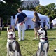 V neděli 5. září 2021 se na Pankrácké pláni uskutečnil již 8. ročník oblíbeného festivalu PesFest. Ten je věnovaný především čtyřnohým společníkům člověka. Celým festivalem provázel moderátor Miroslav Konvalinka a na zdárný průběh dohlížela zakladatelka akce – zastupitelka naší městské části Praha 4 a předsedkyně bezpečnostního výboru Lucie Michková (ODS). V průběhu odpoledne si příchozí návštěvníci mohli se svým zvířecím doprovodem vyzkoušet agility, aport buřtem nebo si zasoutěžit v chytání piškotu. Příchozí mohli i zakoupit různé potřeby pro své čtyřnohé parťáky a tím přispět na opuštěná zvířata v útulcích. 