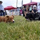 PesFest 2019 v Parku Na Pankráci