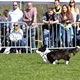 Na "Psí louce" na Kavčích horách se v sobotu 22. dubna 2023 od deváté ranní uskutečnil již třetí ročník oblíbeného závodu Corgi race cup.