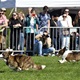 Na "Psí louce" na Kavčích horách se v sobotu 22. dubna 2023 od deváté ranní uskutečnil již třetí ročník oblíbeného závodu Corgi race cup.