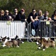 Na "Psí louce" na Kavčích horách se v sobotu 22. dubna 2023 od deváté ranní uskutečnil již třetí ročník oblíbeného závodu Corgi race cup.