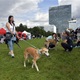 V parku Na Pankráci proběhl v neděli 11. září 2022 již 9. ročník oblíbené „zábavy pro psa i celou rodinu“ - PesFest 2022. Příchozí mohli vidět různá vystoupení psů a komentované ukázky výcviku, agility park, psí poradny, oblíbené psí soutěže, prodej chovatelských potřeb a samozřejmě vyhlášení sympaťáka PesFestu 2022.
