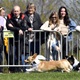 Na "Psí louce" na Kavčích horách se v sobotu 22. dubna 2023 od deváté ranní uskutečnil již třetí ročník oblíbeného závodu Corgi race cup.
