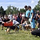 PesFest 2019 v Parku Na Pankráci