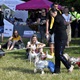 PesFest 2019 v Parku Na Pankráci