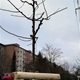 Klimatické podmínky i stáří stromů se v uplynulých letech negativně podepsaly na stavu oblíbeného areálu Třešňovka podél ulice Na Chodovci. Zásluhou projektu radnice Prahy 4 ale nyní Třešňovka získala čtyřicítku nových ovocných stromů. Vzhledem k tomu, že se tento historický sad nachází uprostřed městské zástavby, upřednostnila radnice před druhy čistě produkčními růžově kvetoucí okrasné druhy, které na podzim vybarvují listí i plody do pestrých barev odstínů červené. 
