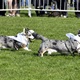 Na "Psí louce" na Kavčích horách se v sobotu 22. dubna 2023 od deváté ranní uskutečnil již třetí ročník oblíbeného závodu Corgi race cup.