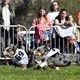 Na "Psí louce" na Kavčích horách se v sobotu 22. dubna 2023 od deváté ranní uskutečnil již třetí ročník oblíbeného závodu Corgi race cup.