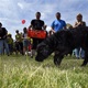 PesFest 2019 v Parku Na Pankráci