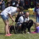 PesFest 2019 v Parku Na Pankráci