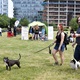 PesFest 2019 v Parku Na Pankráci