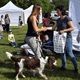 PesFest 2019 v Parku Na Pankráci