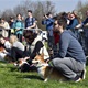 Na "Psí louce" na Kavčích horách se v sobotu 22. dubna 2023 od deváté ranní uskutečnil již třetí ročník oblíbeného závodu Corgi race cup.