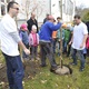 Sázení stromu na ZŠ Jižní - 9. 11. 2015