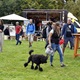 V parku Na Pankráci proběhl v neděli 11. září 2022 již 9. ročník oblíbené „zábavy pro psa i celou rodinu“ - PesFest 2022. Příchozí mohli vidět různá vystoupení psů a komentované ukázky výcviku, agility park, psí poradny, oblíbené psí soutěže, prodej chovatelských potřeb a samozřejmě vyhlášení sympaťáka PesFestu 2022.