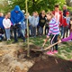 Praha 4 pokračuje v kultivaci prostředí vysazováním nových stromů 