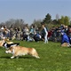 Na "Psí louce" na Kavčích horách se v sobotu 22. dubna 2023 od deváté ranní uskutečnil již třetí ročník oblíbeného závodu Corgi race cup.