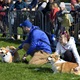 Na "Psí louce" na Kavčích horách se v sobotu 22. dubna 2023 od deváté ranní uskutečnil již třetí ročník oblíbeného závodu Corgi race cup.