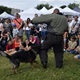 PesFest 2019 v Parku Na Pankráci
