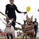 PesFest 2019 v Parku Na Pankráci