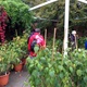 Vycházka pro naše seniory do Průhonic za ovocnými stromy v dendrologické zahradě proběhla 8. října 2019.