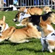 Na "Psí louce" na Kavčích horách se v sobotu 22. dubna 2023 od deváté ranní uskutečnil již třetí ročník oblíbeného závodu Corgi race cup.