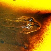 Dobrovolníci zachraňovali obojživelníky