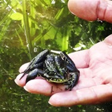 Dobrovolníci zachraňovali obojživelníky