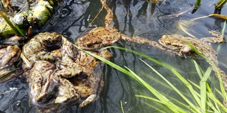Dobrovolníci zachraňovali obojživelníky