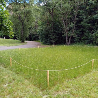 Květnaté louky a zóny bez sekání trávy podporují biodiverzitu